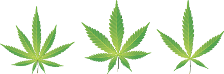 Three medical marijuana leafs.