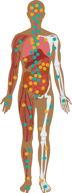 Human skeleton and muscle with dots to signify where the CB1 and CB2 receptors are.
