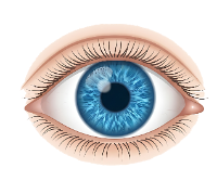 An illustration of an eye.