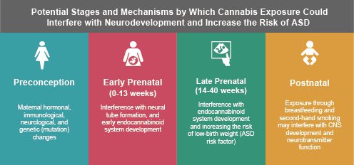 Potential stages and mechanisms by which cannabis exposure could interfere with neurodevelopment and increase the risk of ASD