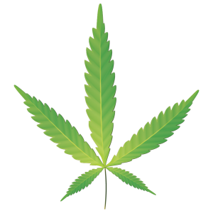 Cartoon graphic of Cannabis Ruderalis leaf
