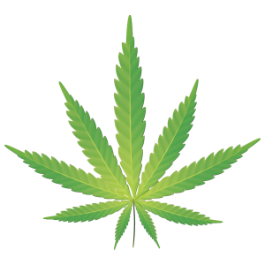 Cartoon graphic of Cannabis Sativa leaf