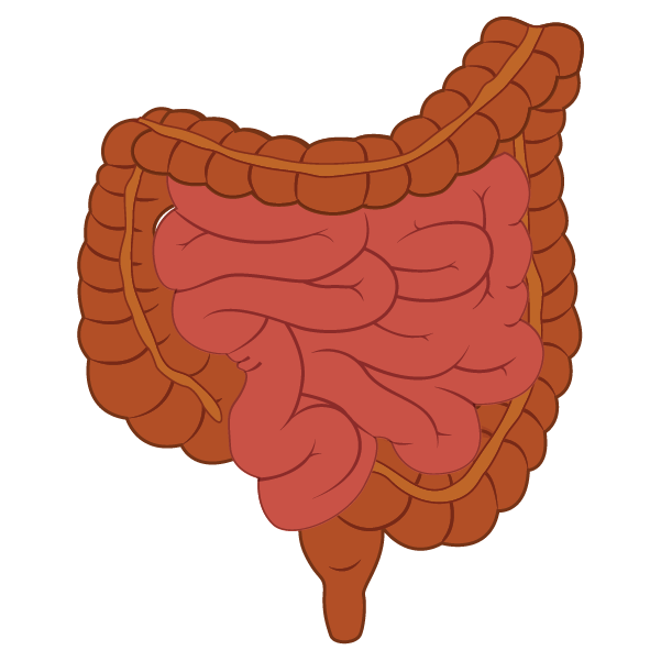 Small and large intestine icon