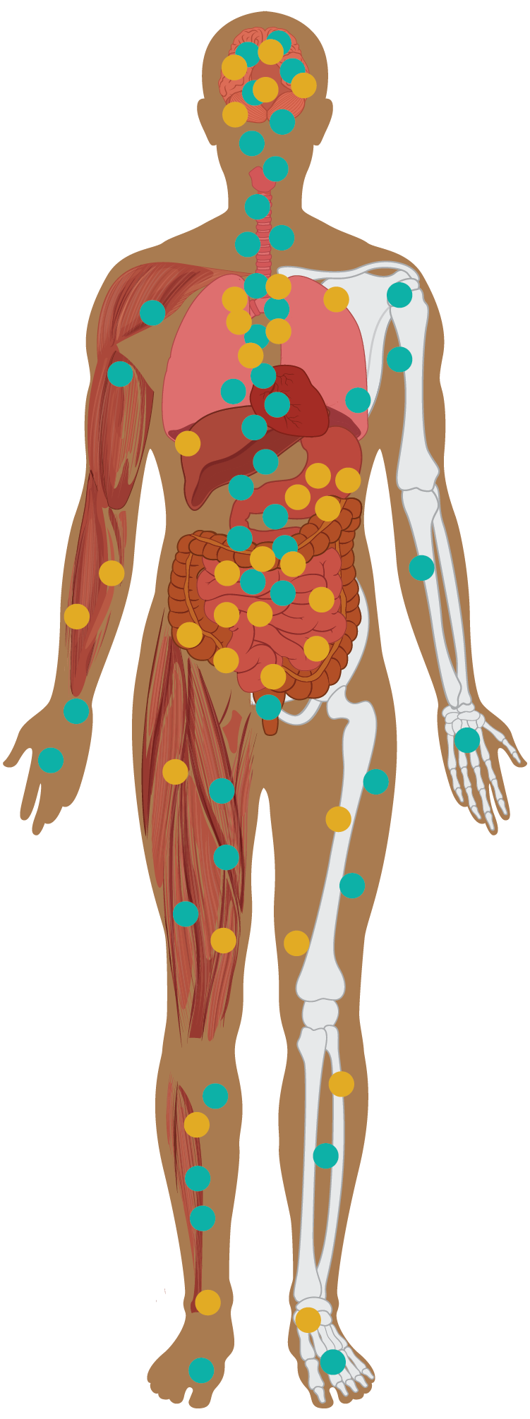 Body icon with organ systems and ECS receptor dots across the body